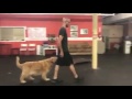 Dog Training | Board & Train Update | Solid K9 Training Dog Training Dog Training | Board & Train Update | Solid K9 Training Dog Training