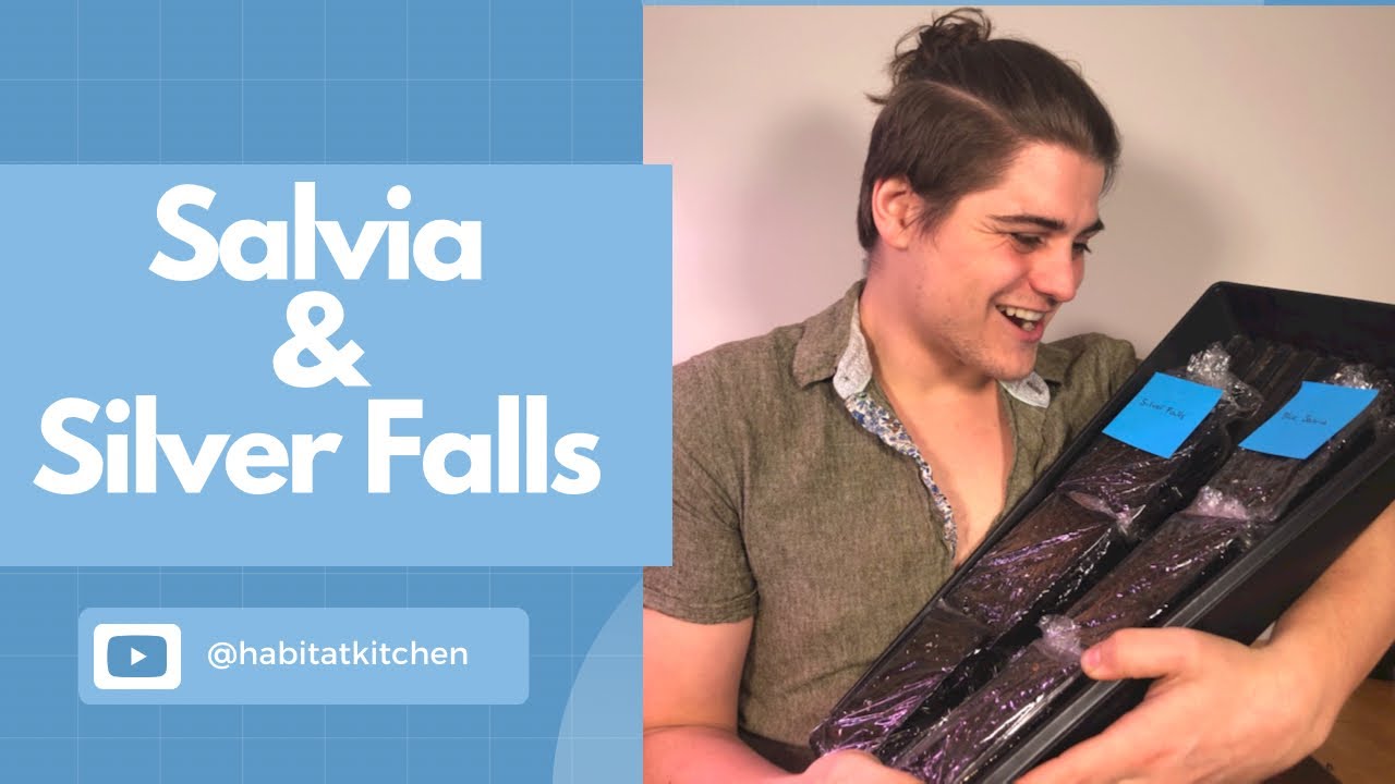 Sowing Salvia and Silver Falls￼!