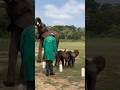 #JasonDeruloTV // Look At Those Elephants 🐘 🥹 @SheldrickTrust