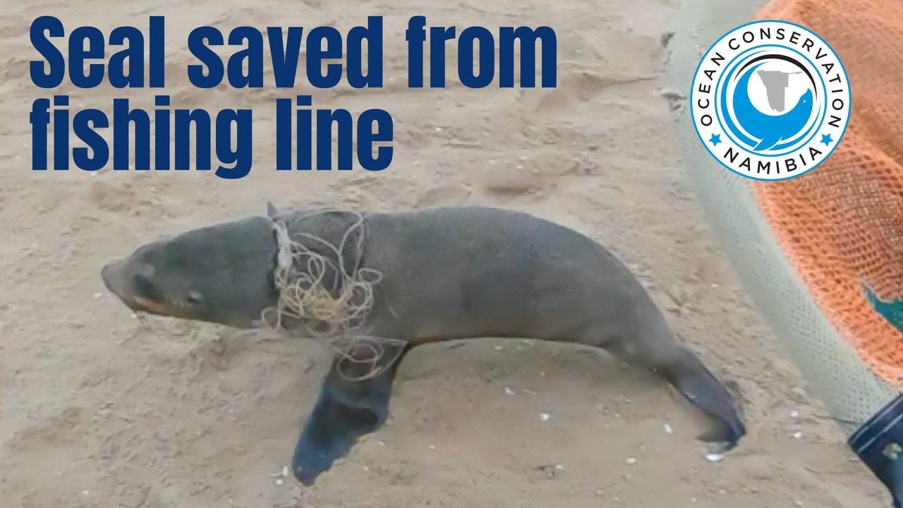 Seal RESCUED from Fishing Line YouTube