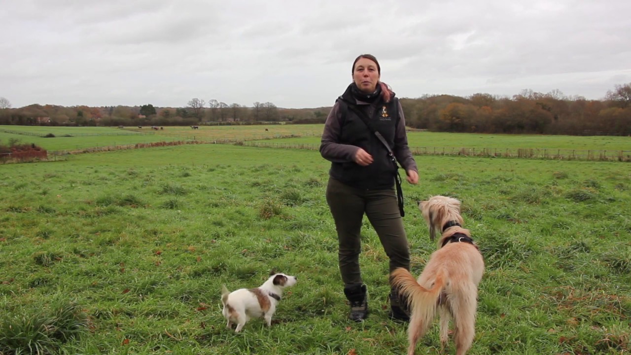 climate change projections Responsible Dog Walking in Scotland's Outdoors - promotional video