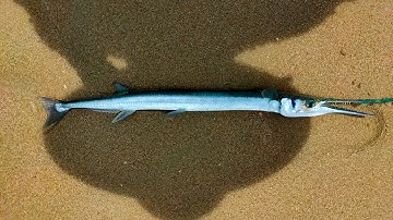 Câu cá nhái, cá xương xanh biển Bãi Dài, Nha Trang