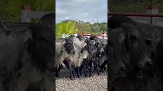 Toros sardo Negro con  una gran genética . Llámanos al celular 📲 +50586400417