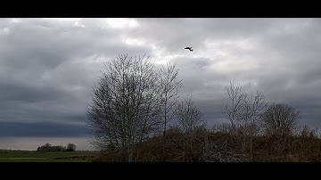 A compilation of flight tests from "Control and Obstacle Avoidance for Agile Fixed-Wing Aircraft"