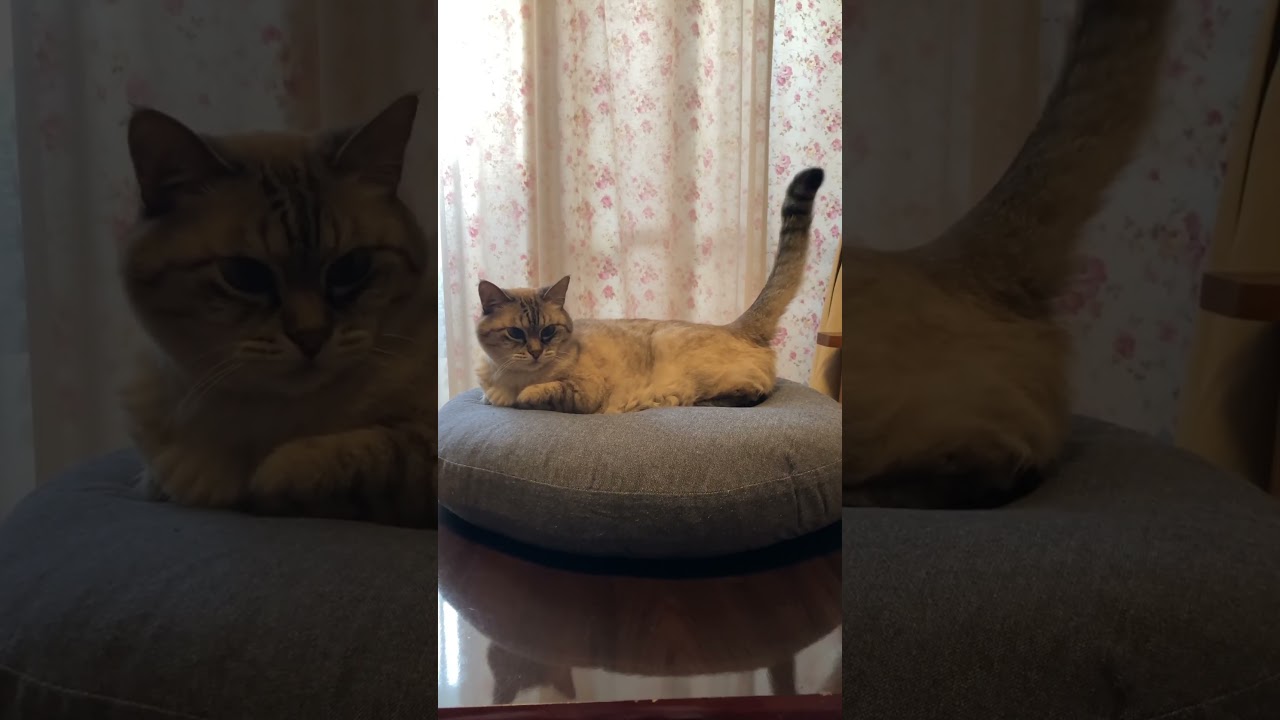 後ろも前もかわいい猫