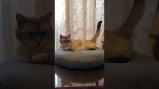 後ろも前もかわいい猫