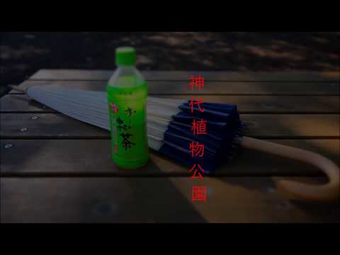 HOMAGE TO BEATE SIROTA GORDON KOTO CONCERTO BY MICHAEL STITT