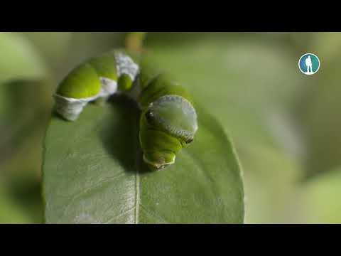 Видео: Превращение в бабочку