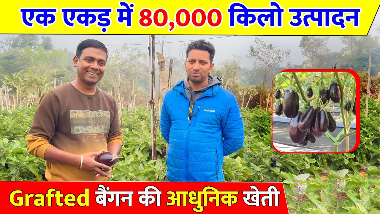 Вы будете поражены производством. Современное выращивание привитых баклажанов.