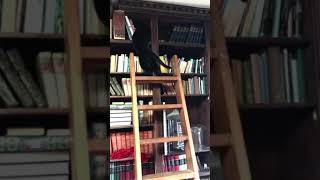 Kitten Playing Fetch by Andrew Struthers 3,084 views 2 years ago 2 minutes, 13 seconds