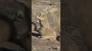 The Tiny Animal That Saves Entire Forests #WildlifeFacts #PrairieDogs #Nature