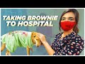 Taking Brownie To Hospital - Our Pet Care  || Marina Abraham & Rohit Sahni || Infinitum Media