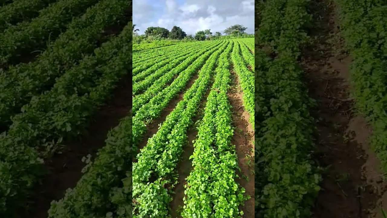 plantação  de coentro após 6 dias da adubação #agricultura #plantação #coentro #adubo #feira