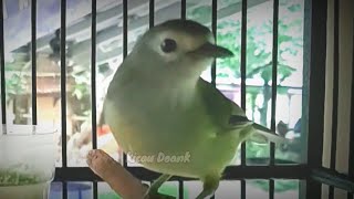 Suara Opior Jawa Gacor Ampuh Buat Pancingan Burung Pleci Bahan