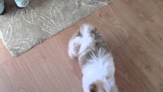 Lhasa Apso training at only 13 weeks
