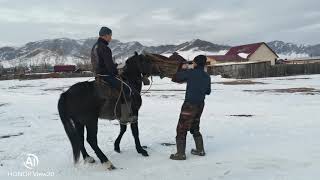 Обучение лошади Республика Алтай