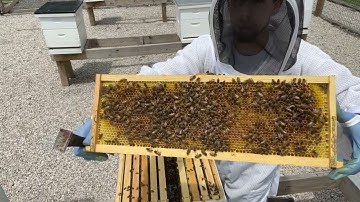 BEEKEEPING: Doing a Shake Test to Tell Honey is Ready & Adding a Super