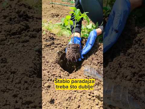Video: Savjeti za izgradnju kaveza za paradajz