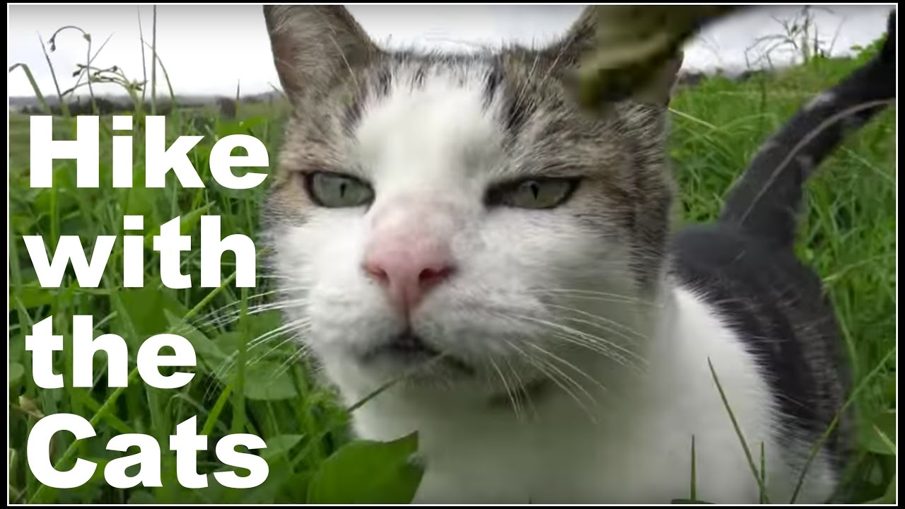 A Hike with the Cats Upcountry Maui YouTube