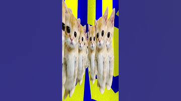 Another Cat in Parallax Nextbot Gmod Chase