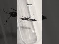 Una picadura MUY dolorosa #hormigas #ants #reina #pseudomyrmex
