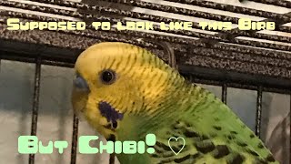 Speed paint: Chibi Parakeet/Budgie