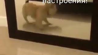 С добрым утром от собачки🐕🐕🐕🐕🐕