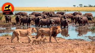 frica Selvagem  Sobrevivncia Suprema Na Terra Dos Lees animaisselvagens  Natureza Vida