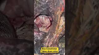 boa constrictor eats mouse#boaconstrictor#snakelovers#snake#reptiles#snakevideo#snakerescue#viral