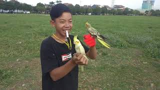 Perdana burung falk Parkit australia