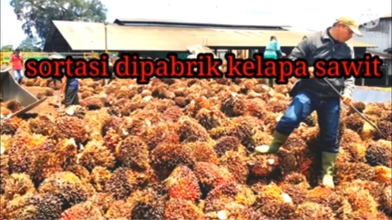 loading RAMP pabrik kelapa sawit memisah kan janjang kosong - YouTube