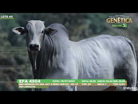 LOTE 40