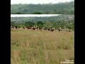 Bahima Traditional Culture Omubanda Bahima Traditional Culture Omubanda