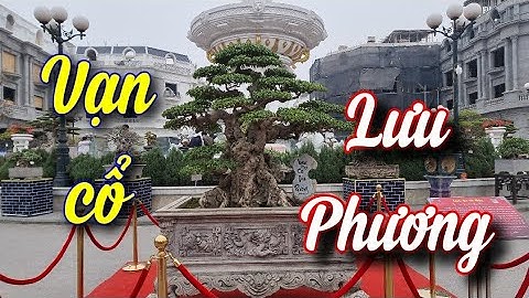 SH.6944. Vì sao cây Sanh Vạn cổ lưu Phương tại triển lãm Ninh Hiệp Gia lâm Hà Nội nhiều tiền thế...?