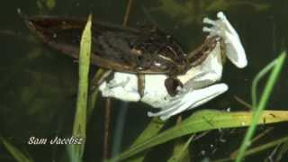 Giant Water Bug Capturing Southern Foam Nest Frog.