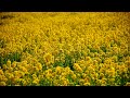 朧月夜(full HD 歌詞表示付き)