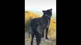 lobo negro aullando.