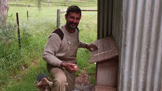 Wins and Losses on the Farm | Things will go wrong - Free Range Homestead Episode 56
Living with the land comes with many rewards, but those are balanced with having to deal with a few inevitable setbacks. We talk about things that went wrong, things that are going right and things were not sure about just yet!
#farmlife #weeklyvlog #australia
Support us and gain early access to videos and other exclusive rewards.
Become a patron of Free Range Living today! http://www.patreon.com/freerangesailing
Some of our fans prefer to make a direct contribution by Paypal: https://www.paypal.com/donate/?hosted_button_id=AEMRVLHCCTP84
OUR SOCIALS
Follow us on: Instagram: http://www.instagram.com/freerangehomestead
Facebook: http://www.facebook.com/freerangesailing
FREE PROVISIONING GUIDE
Pascale has put together a FREE 40 page Provisioning Guide. The Guide explains and provides examples of how we can travel eating a variety of healthy and delicious meals for up to 6 months at a time on our tiny boat with no resupply. There has never been a better time to start learning how to increase the food storage potential of your home. I hope this guide will inspire you to make more informed long term provisioning choices for the future! For more information visit the Provisioning Page on our website ( www.freerangesailing.com/boat-provisioning ) or to grab a copy directly by clicking on the link below.
LINK HERE: Download your FREE Provisioning Guide: https://bit.ly/3adbloF
Also if you want to find out more about what I am cooking up every week for us at the homestead (and previously aboard SV Mirrool) you should follow my foodie Instagram page! www.instagram.com/gourmetsailor
Music Credits
Our theme tune (outro and/or intro song) Aquarium by TEVO. You can listen to his music here: https://soundcloud.app.goo.gl/4MAfa
All music sourced from Epidemic Sound (www.epidemicsound.com)
On the request of one of our patrons we put together a playlist of some of our music on Spotify. Follow along and listen here: https://open.spotify.com/playlist/4Qegq91f000leXa5LwdNtr Wins and Losses on the Farm | Things will go wrong - Free Range Homestead Episode 56