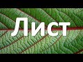 6. Лист (6 класс) - биология, подготовка к ЕГЭ и ОГЭ 2018