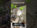 Cotohaセレクトのcotosoil植物は東京のザ・コンランショップ新宿、東京店で購入頂けます #cotoha