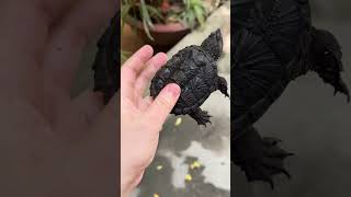 Florida Snapping Turtle | Thế Giới Rùa Cảnh |                       shorts