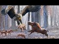 Eagle vs warthog fighting to the last breath wild animal life