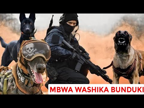 Video: Kwa Nini Mbwa Hulamba? - Kwa Nini Mbwa Hulamba Watu?