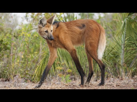 世界一変なオオカミ！脚はシカ、行動はキツネのタテガミオオカミ！