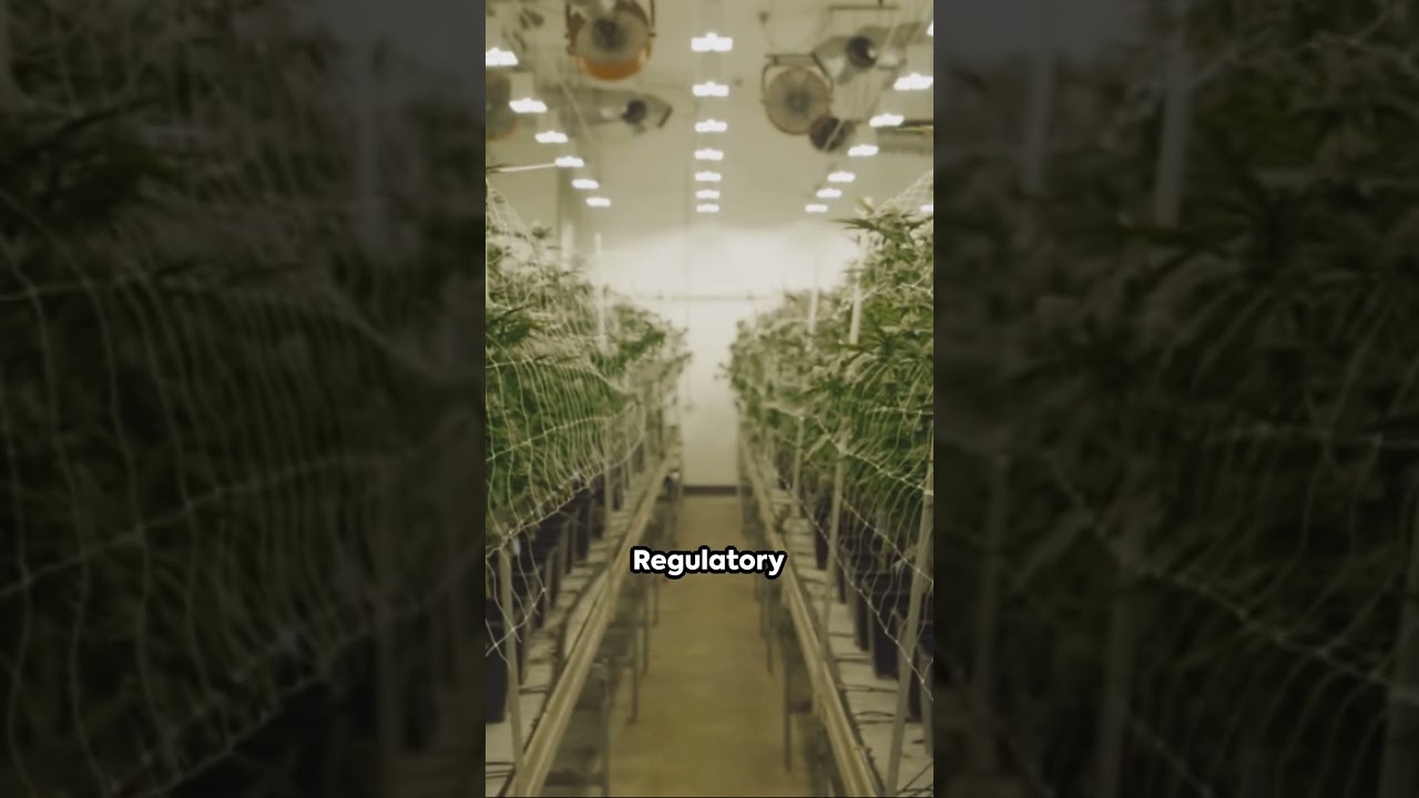 Investing in Cannabis: Major Growth Potential 