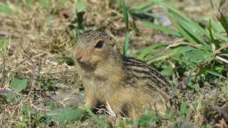 13 Lined Ground Squirrel Ictidomys tridecemlineatus