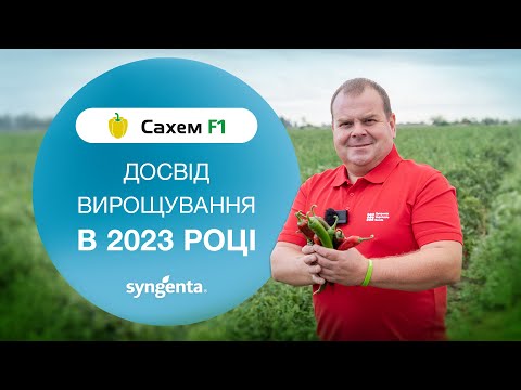 Перець гіркий Сахем. Досвід вирощування в 2023р