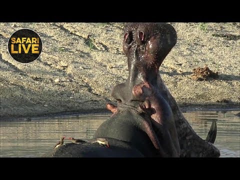 leopard print safariLIVE - Sunset Safari - December 13, 2018