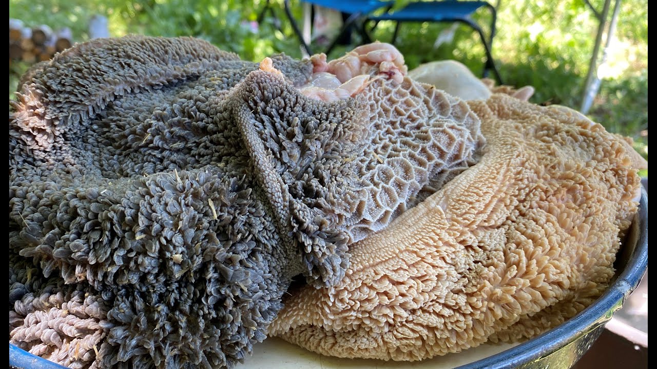 KUZU BİLE BU İŞKEMBE DOLMASININ HASTASI ???? #shorts