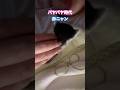 ネコと子ネコとおじさん 2025パヤパヤ時代シリーズ赤ニャンと妖怪首なしおじさん〜 #shorts #猫のいる暮らし #cat #kitty #赤ニャン #保護猫